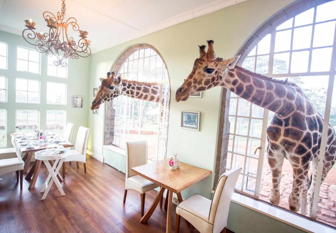 giraffe manor
