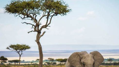 A world apart in Kenya’s Maasai Mara