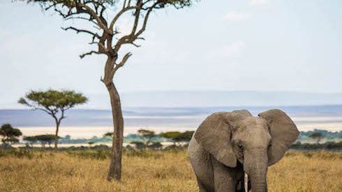 A world apart in Kenya’s Maasai Mara