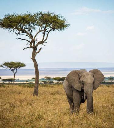 A world apart in Kenya’s Maasai Mara