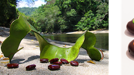 Tech – the iBean and the iTagua