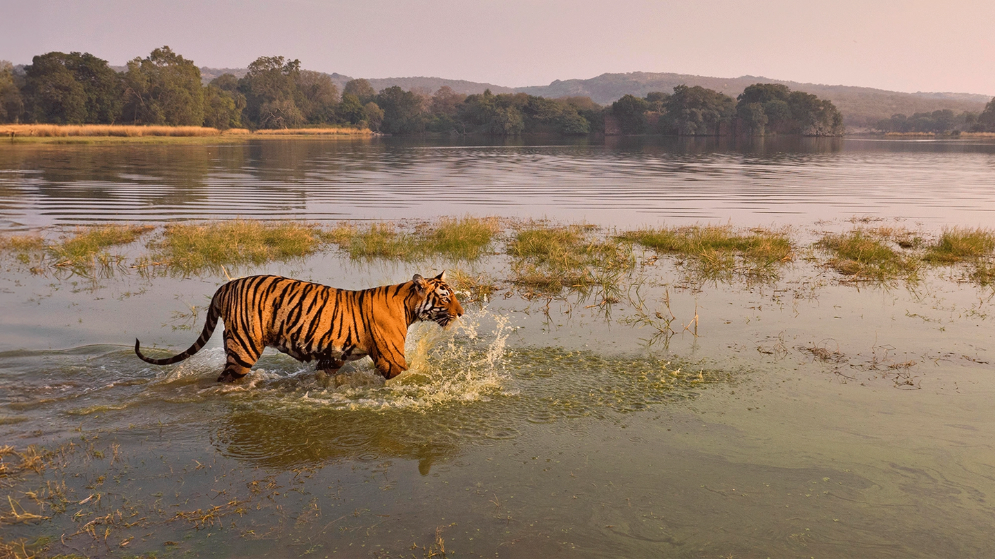 Answer the call of the wild with True Travel