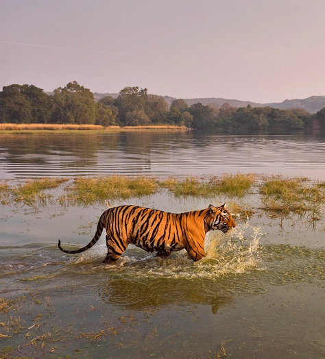 Answer the call of the wild with True Travel