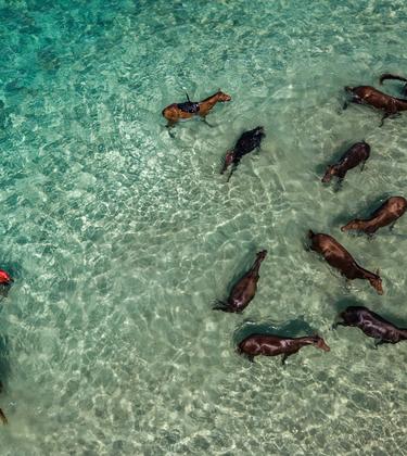 Riding Horse in the clear water of the Indian Ocean
