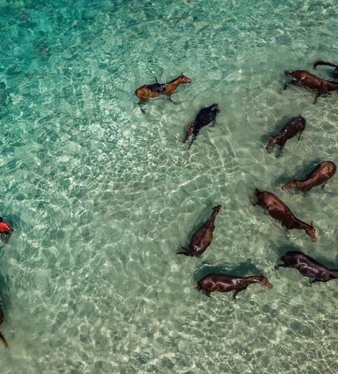 Riding Horse in the clear water of the Indian Ocean