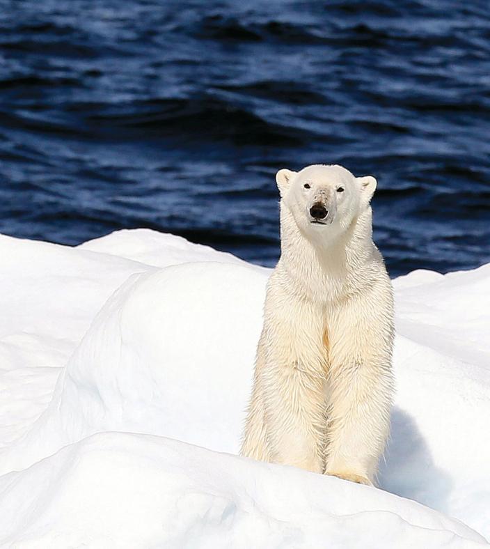 polar bear
