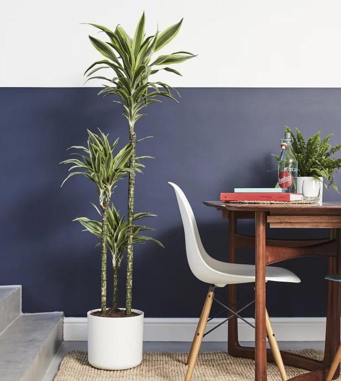 house plant