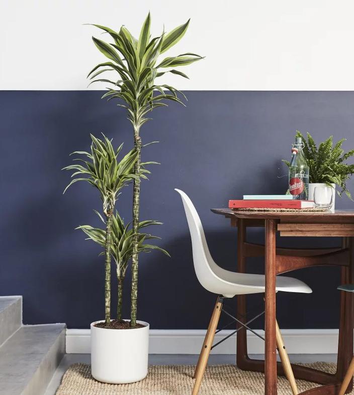 house plant