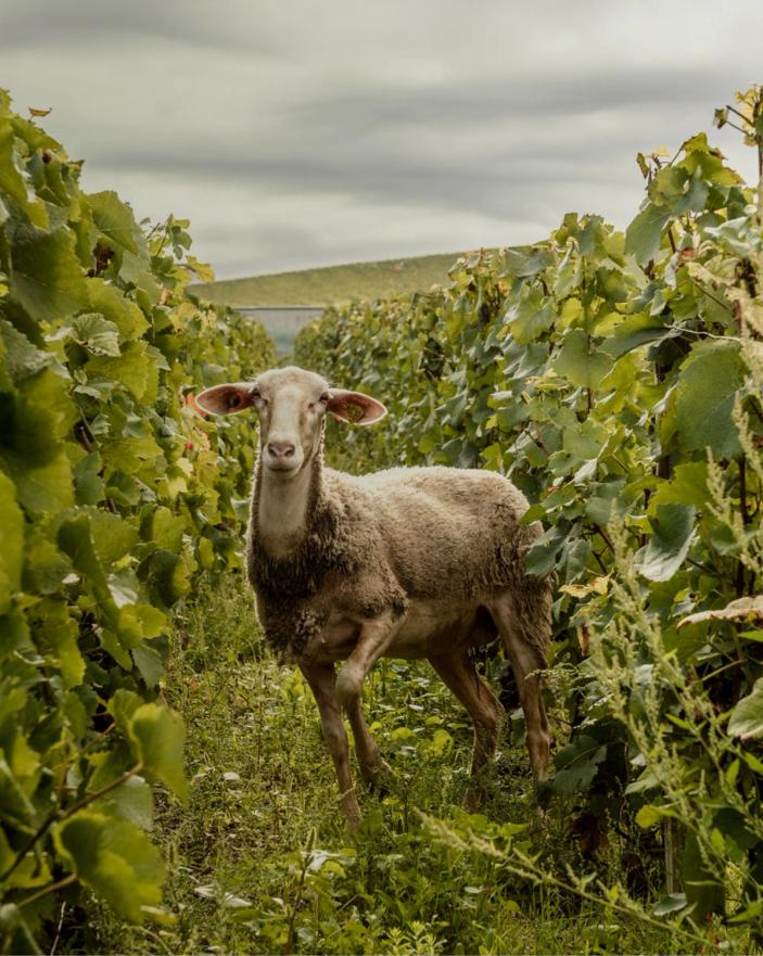 Sheep grazing between vineyard rows