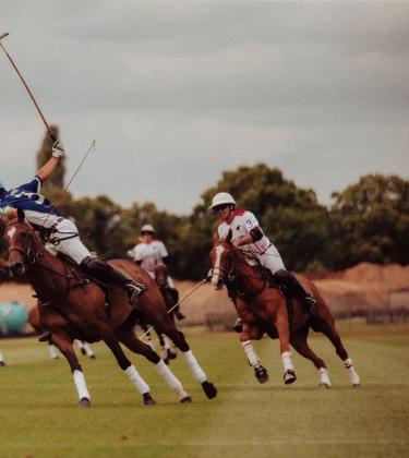 black-bear-polo-hero