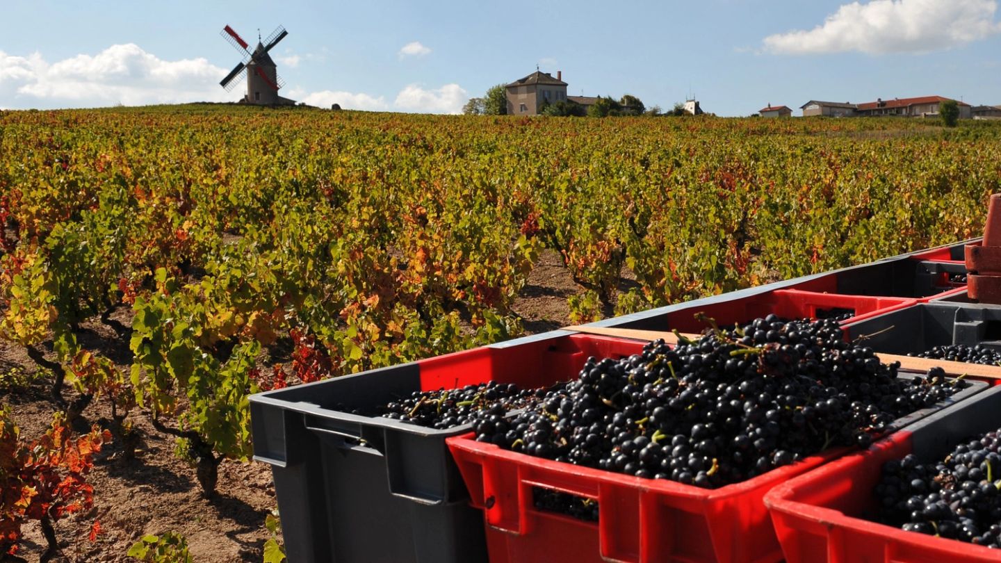 Your guide to Burgundy 2017: a vintage worth savouring