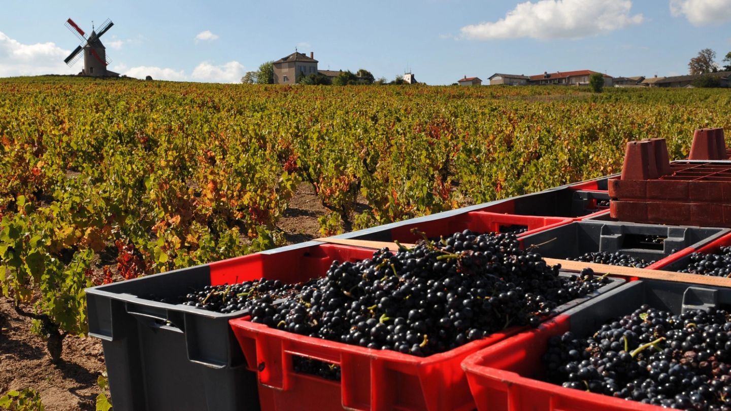 Your guide to Burgundy 2017: a vintage worth savouring