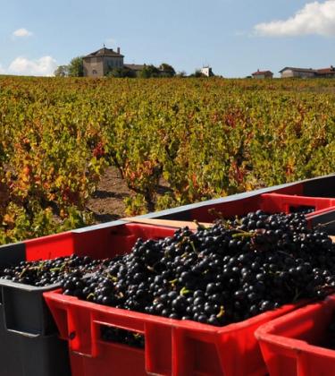 Your guide to Burgundy 2017: a vintage worth savouring