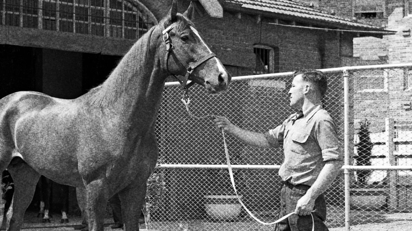 Buying your first racehorse? Here’s how to get started