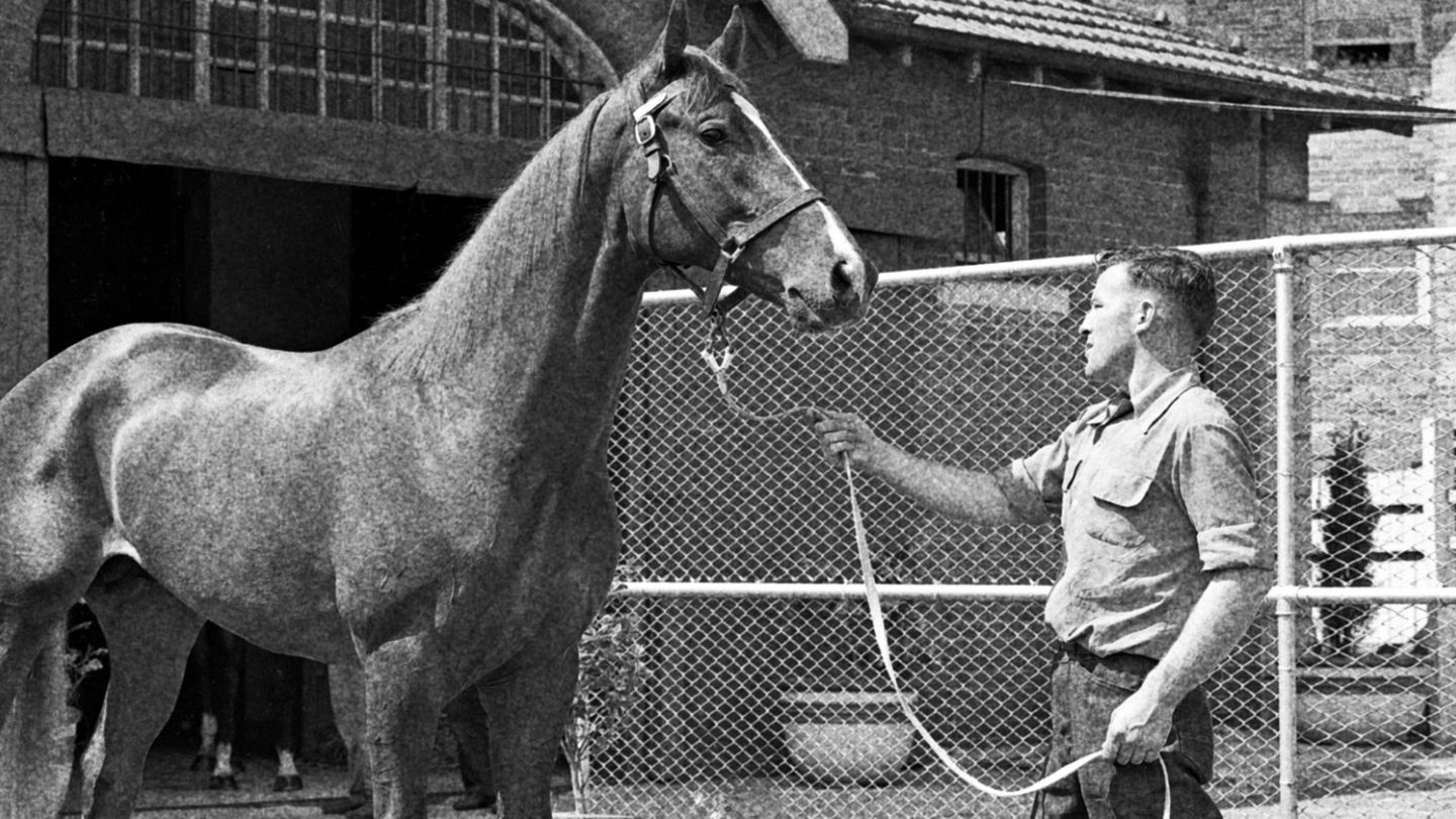 Buying your first racehorse? Here’s how to get started