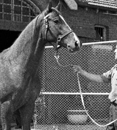 Buying your first racehorse? Here’s how to get started