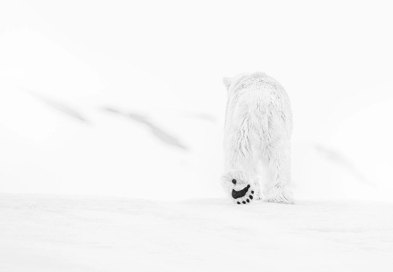 david yarrow photographs