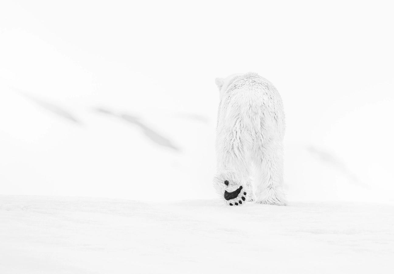 david yarrow photographs