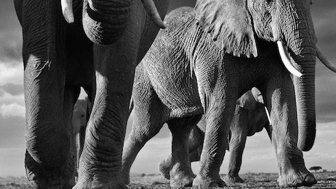 INTERVIEW: wildlife like you’ve never seen it before