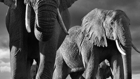 INTERVIEW: wildlife like you’ve never seen it before