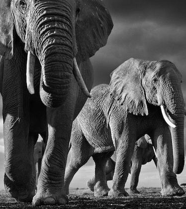 INTERVIEW: wildlife like you’ve never seen it before