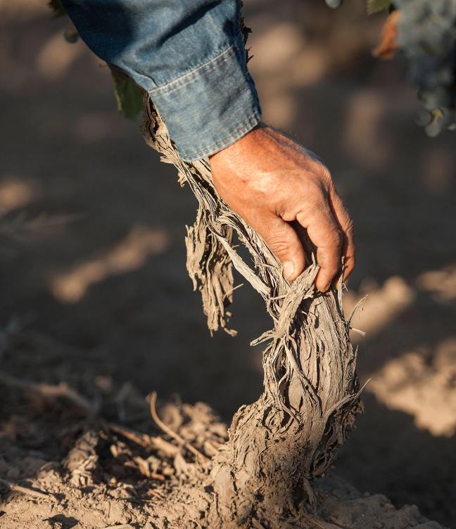 A person pulling out vines from the ground