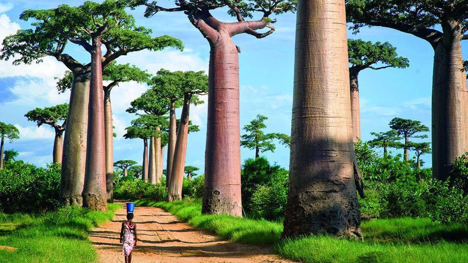 Top 10 reasons to visit Madagascar