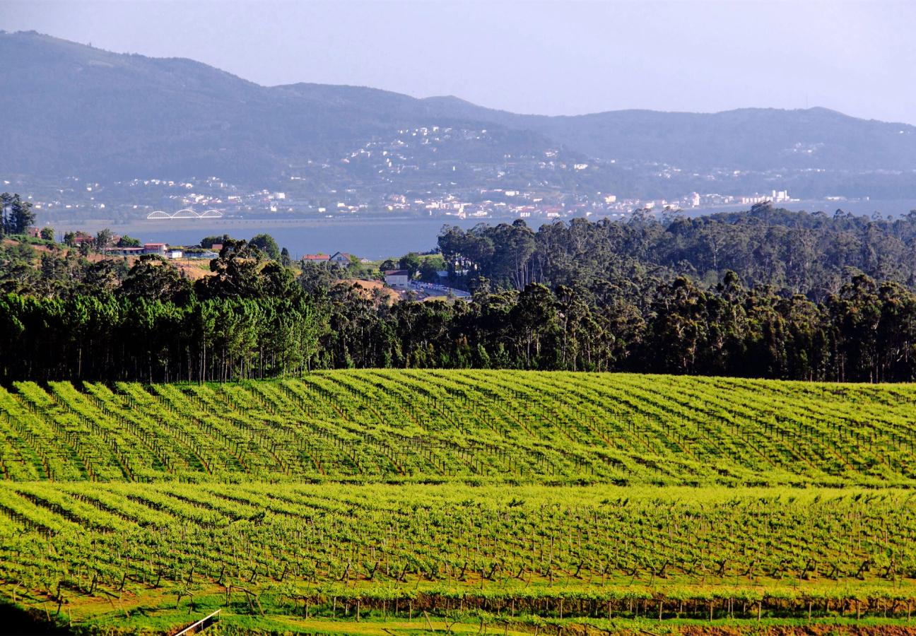 Vineyard landscape