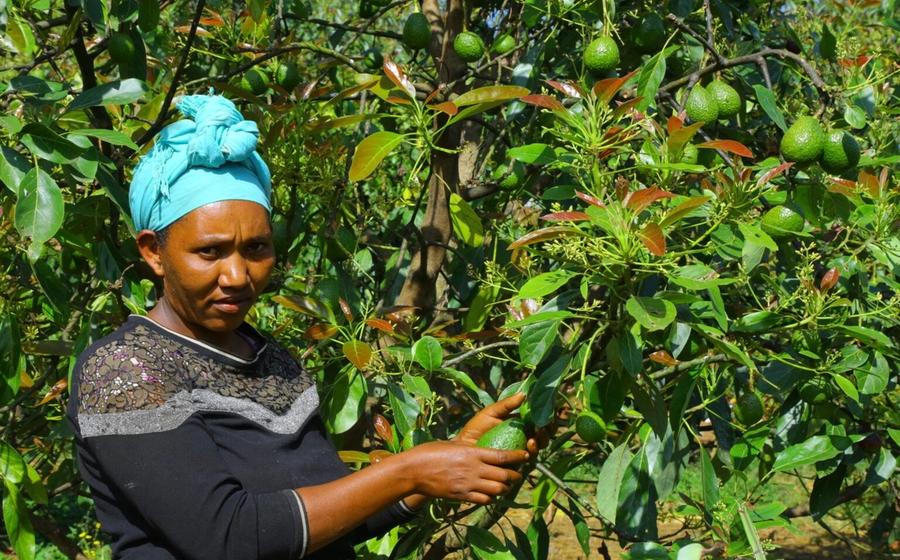 Ethiopia's Avocado Harvest Starts in July. Peru's Runs Out in September. That Two-Month Window Is What the Country Is Building Its Export Strategy Around.