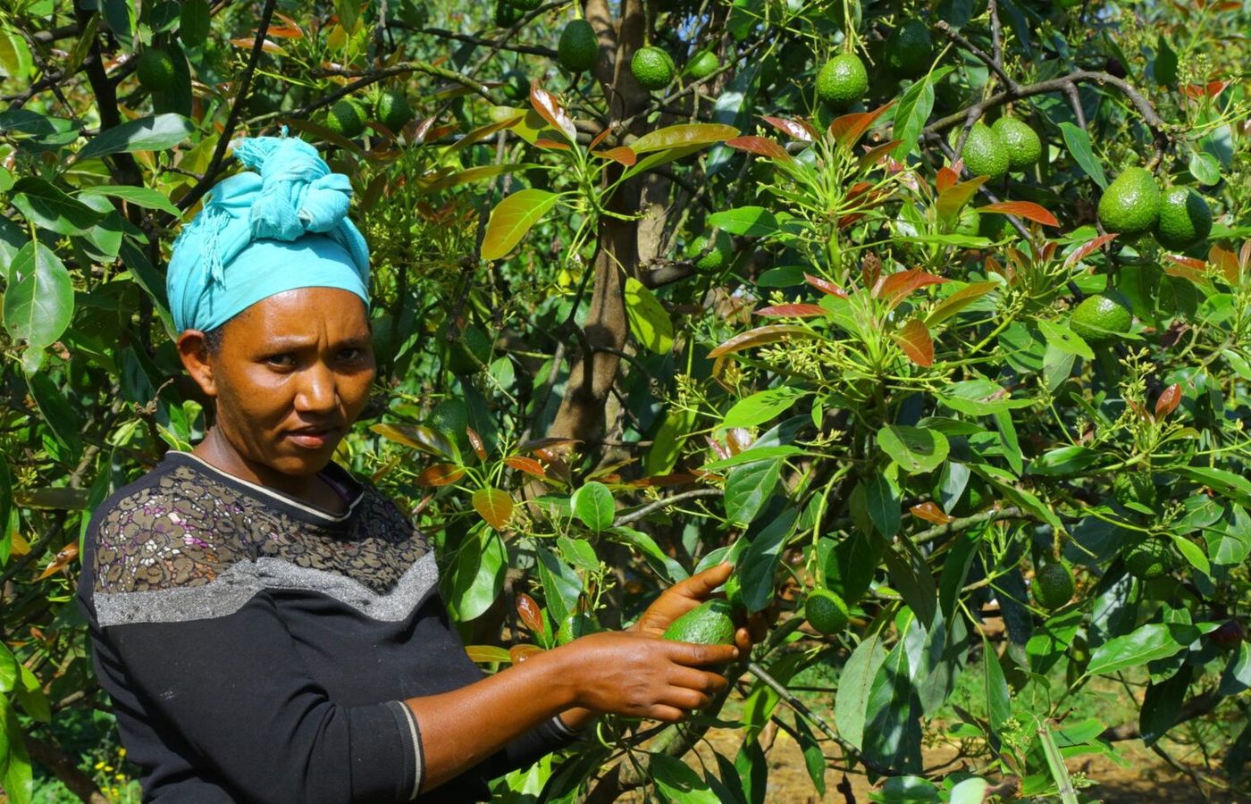 Ethiopia's Avocado Harvest Starts in July. Peru's Runs Out in September. That Two-Month Window Is What the Country Is Building Its Export Strategy Around.