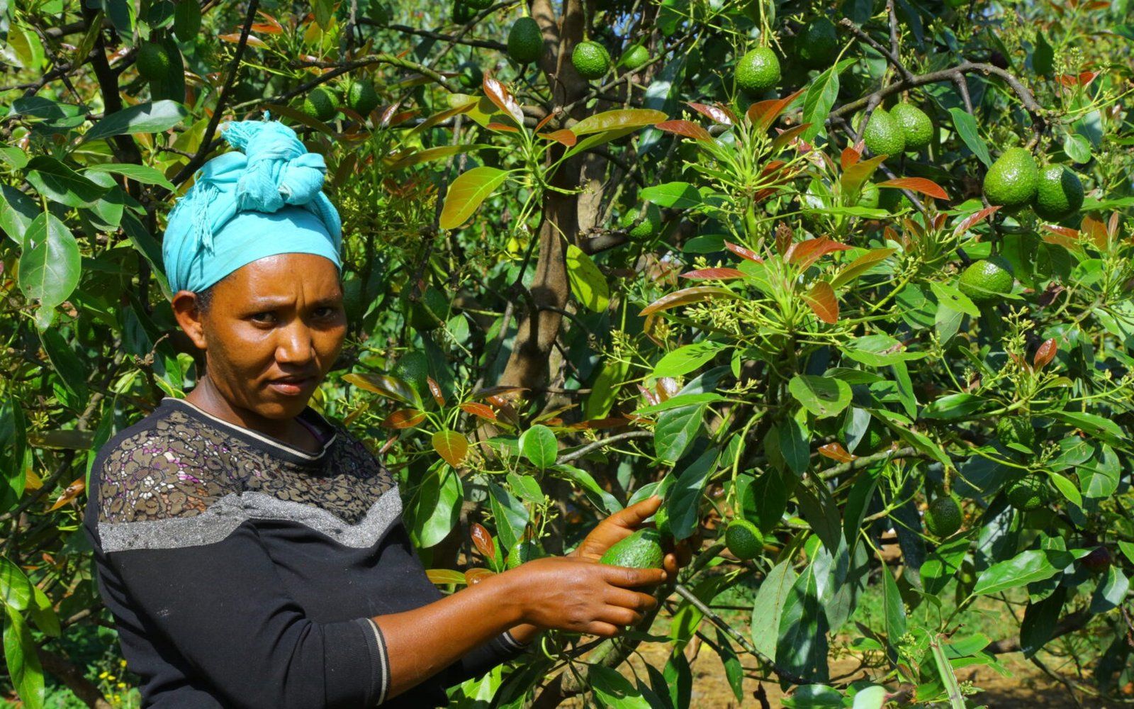 Ethiopia's Avocado Harvest Starts in July. Peru's Runs Out in September. That Two-Month Window Is What the Country Is Building Its Export Strategy Around.