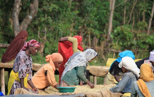 New $10 Million Fund Helps East African Agribusinesses Grow Without Heavy Bank Collateral