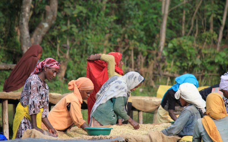 New $10 Million Fund Helps East African Agribusinesses Grow Without Heavy Bank Collateral