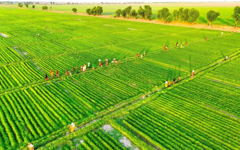 Ethiopia's 31.8 Million-Tonne Wheat Harvest is 6 Million Tonnes Heavier Than the Renaissance Dam