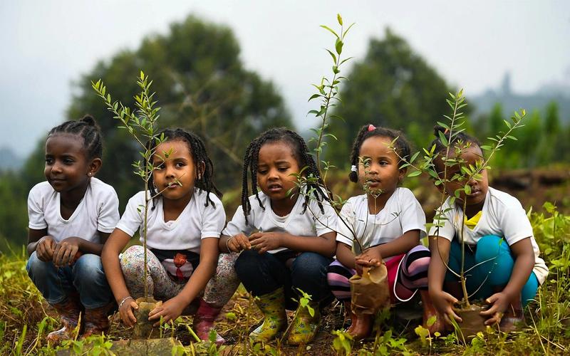 How Ethiopia Plants 800 Million Trees in a Single Day