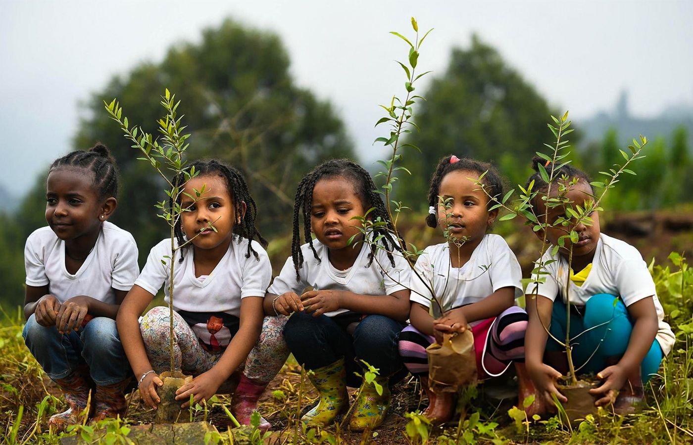 How Ethiopia Plants 800 Million Trees in a Single Day