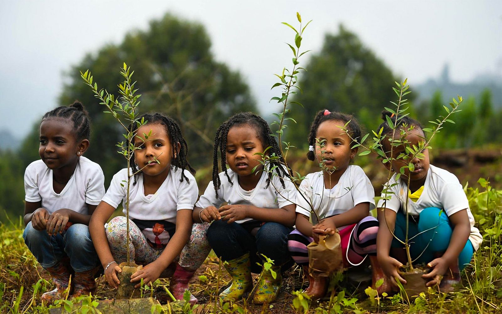 How Ethiopia Plants 800 Million Trees in a Single Day