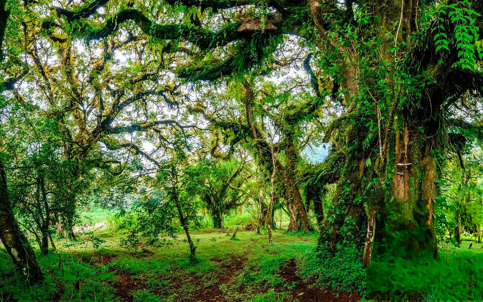 Ethiopia Becomes the First Country to Have Carbon Credits Verified Under the World Bank’s Forest Landscape Programme. The Credits Are Worth Up to $372 Million.