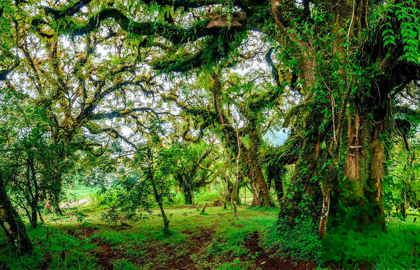 Ethiopia Becomes the First Country to Have Carbon Credits Verified Under the World Bank’s Forest Landscape Programme. The Credits Are Worth Up to $372 Million.
