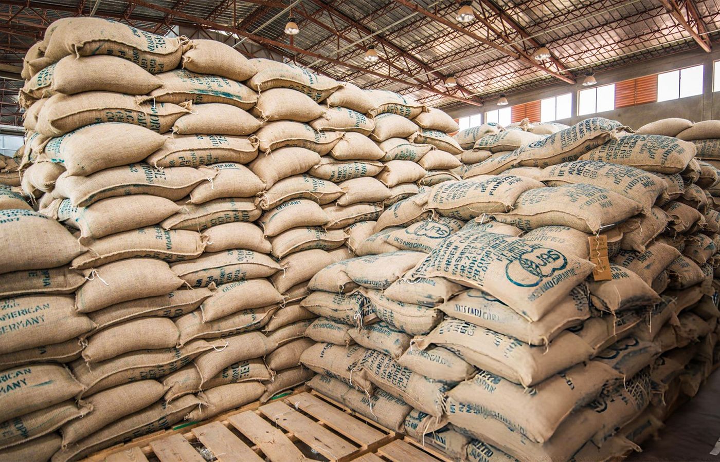 Bags of Ethiopian coffee beans ready for export