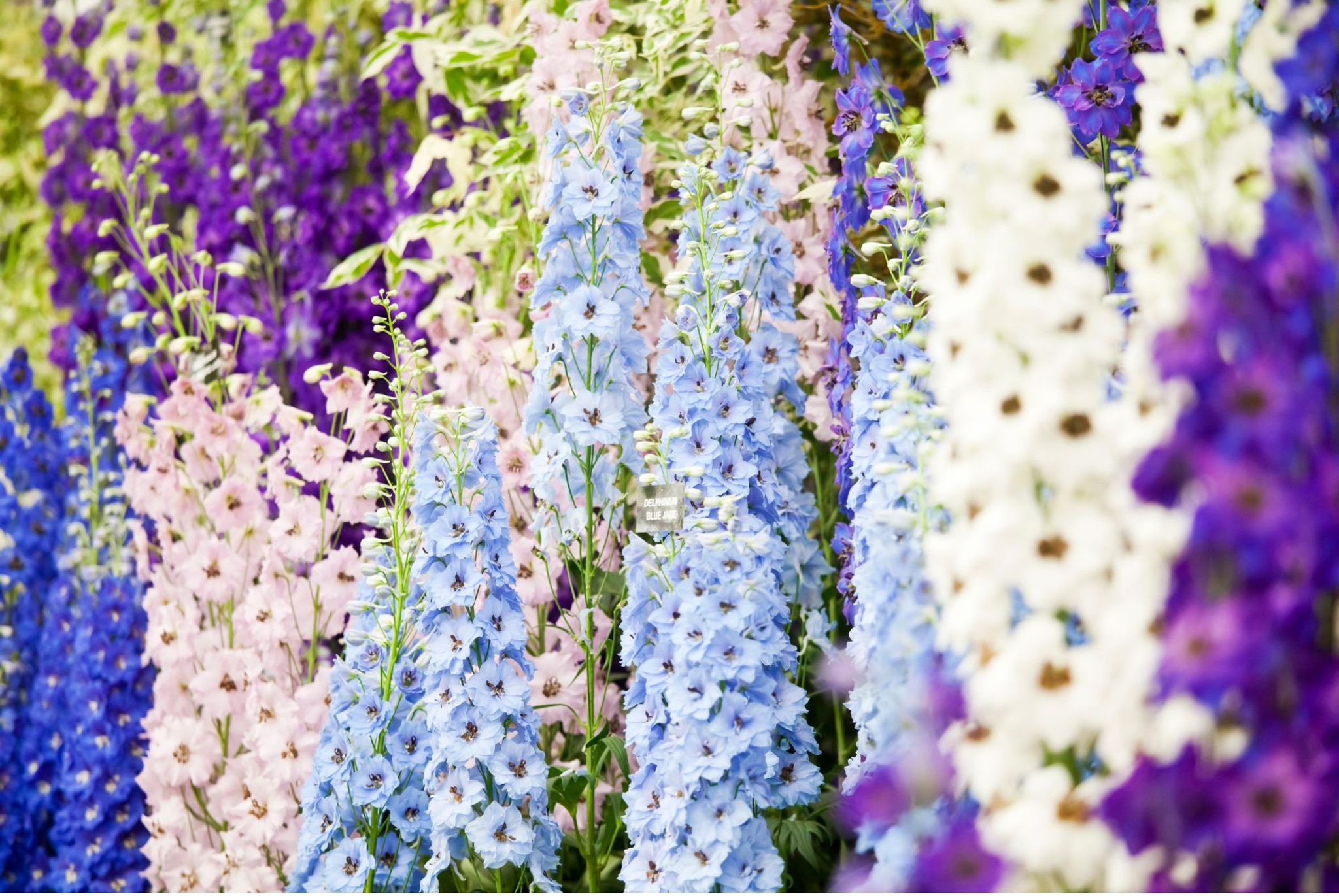 Die große Gartenschau - Chelsea Flower Show
