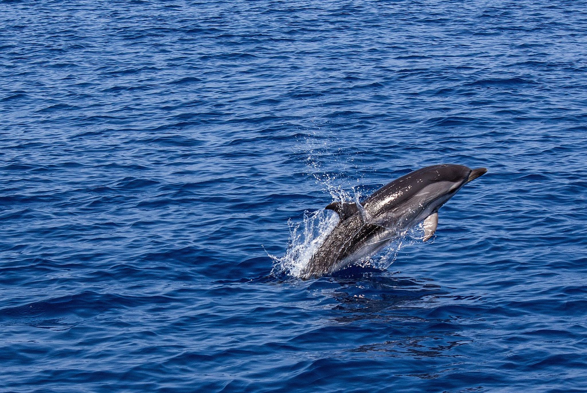 Delfinbeobachtung Teneriffa