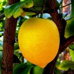 Monterosso Lemon Festival