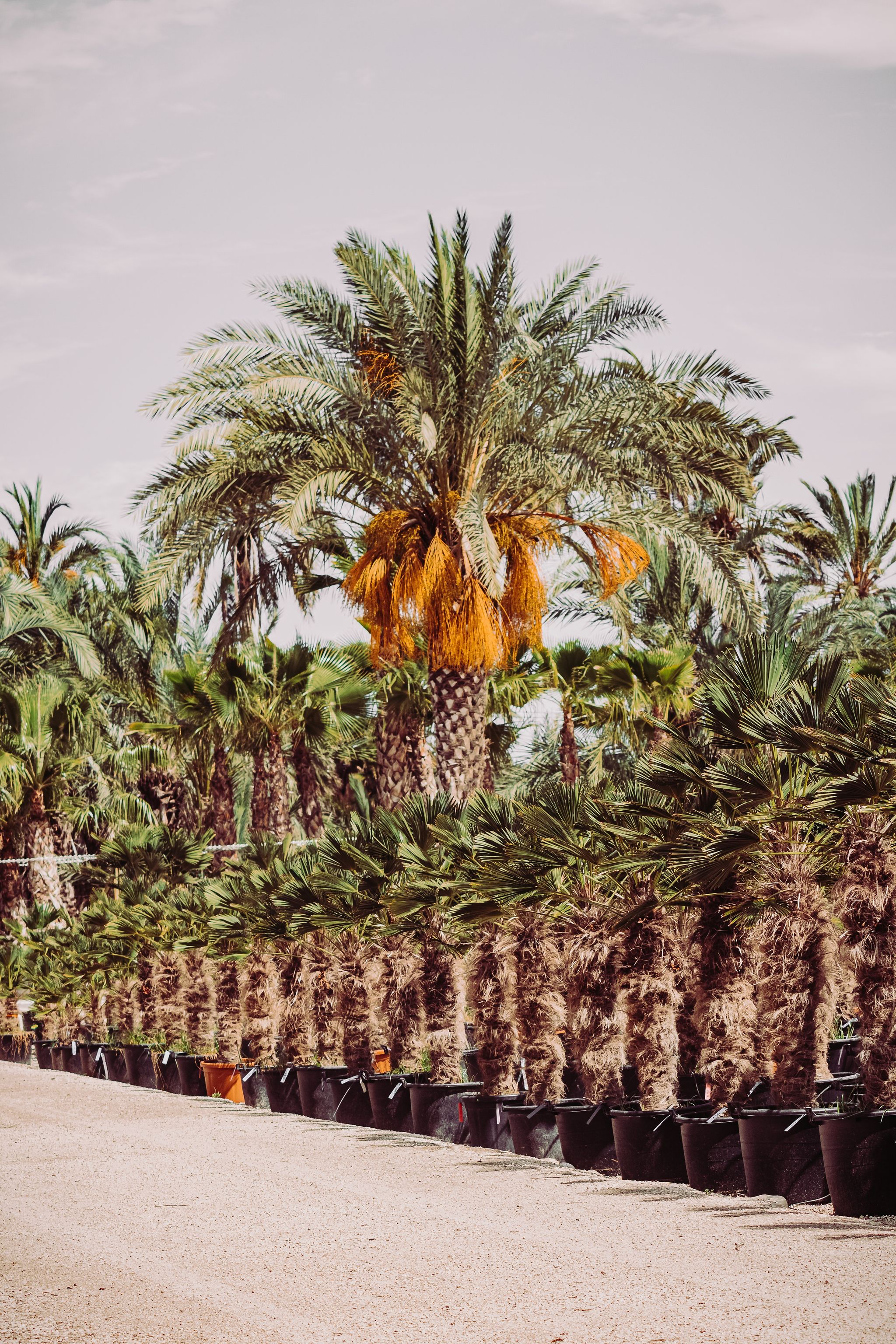 Palmsonntagsprozession in Elche 