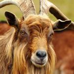 Puck Fair in Killorglin