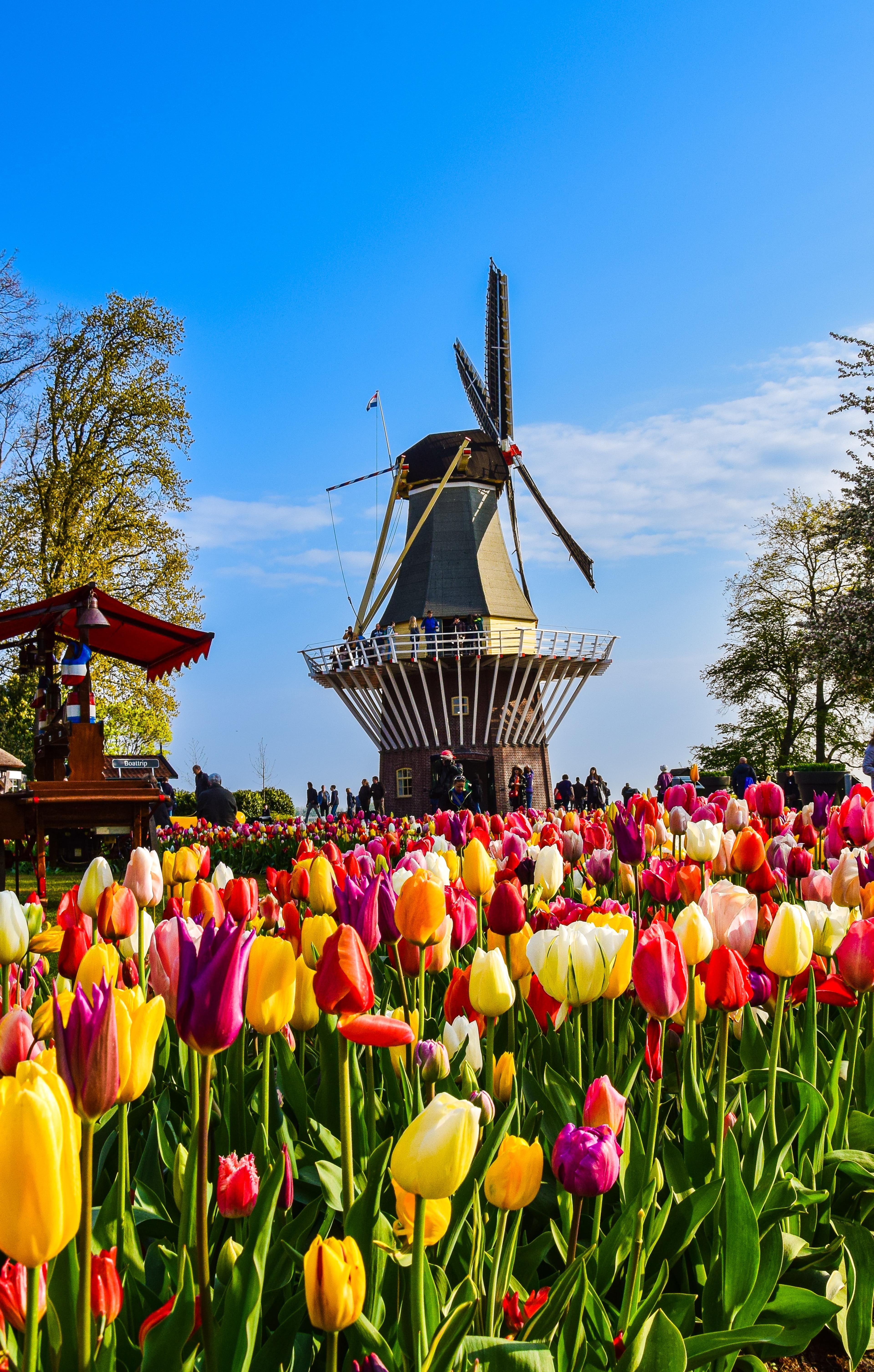 Blumenkorso Bollenstreek in Niederlanden 