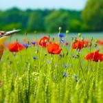 Internationale Wildlife-Fotowettbewerb in Montier-en-Der