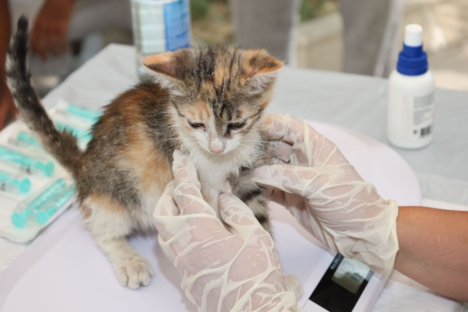 건강검진을 받는 아기 고양이 (샘플 사진)