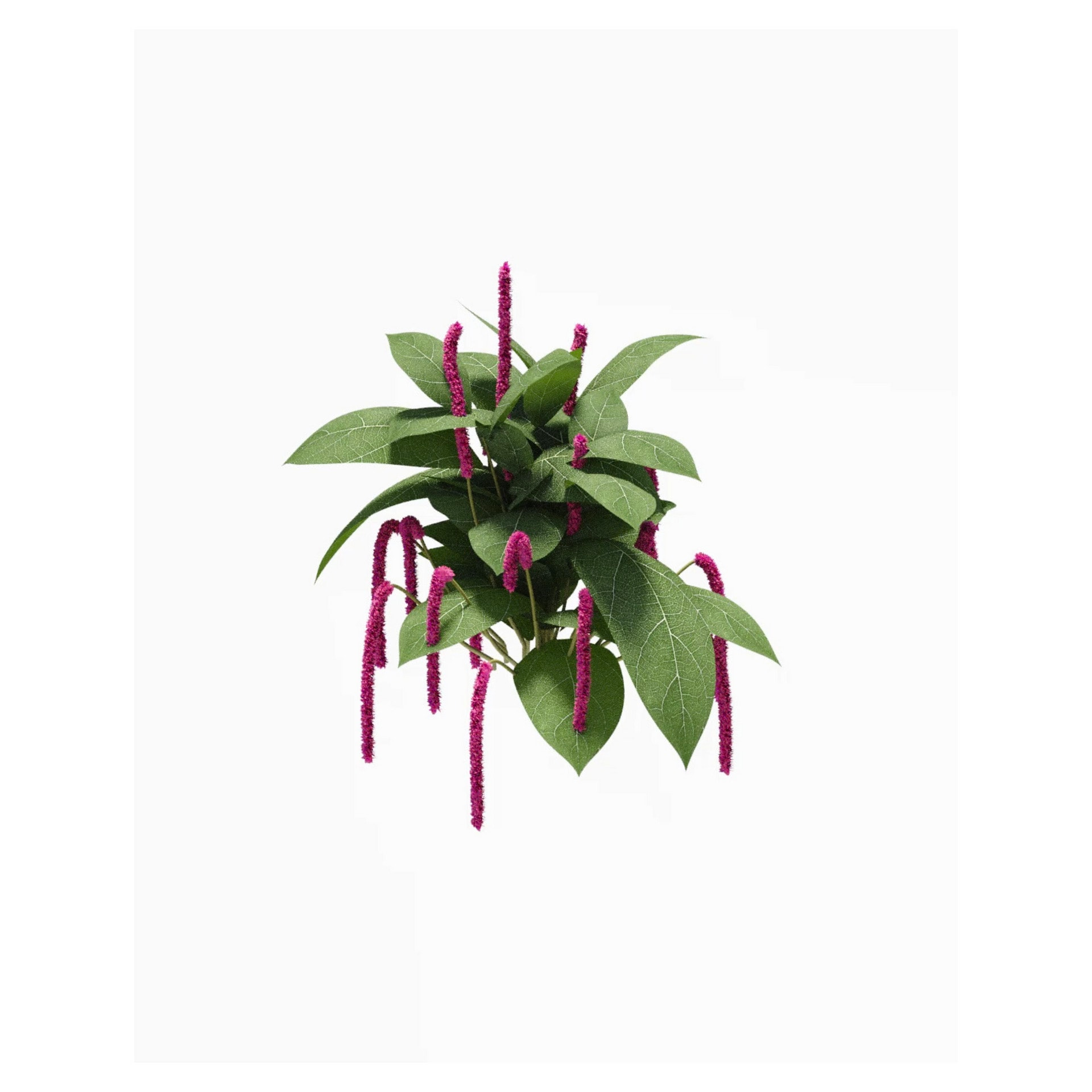 Image of a plant with green leaves and long dangling pink flowers, apparently floating on a white background.