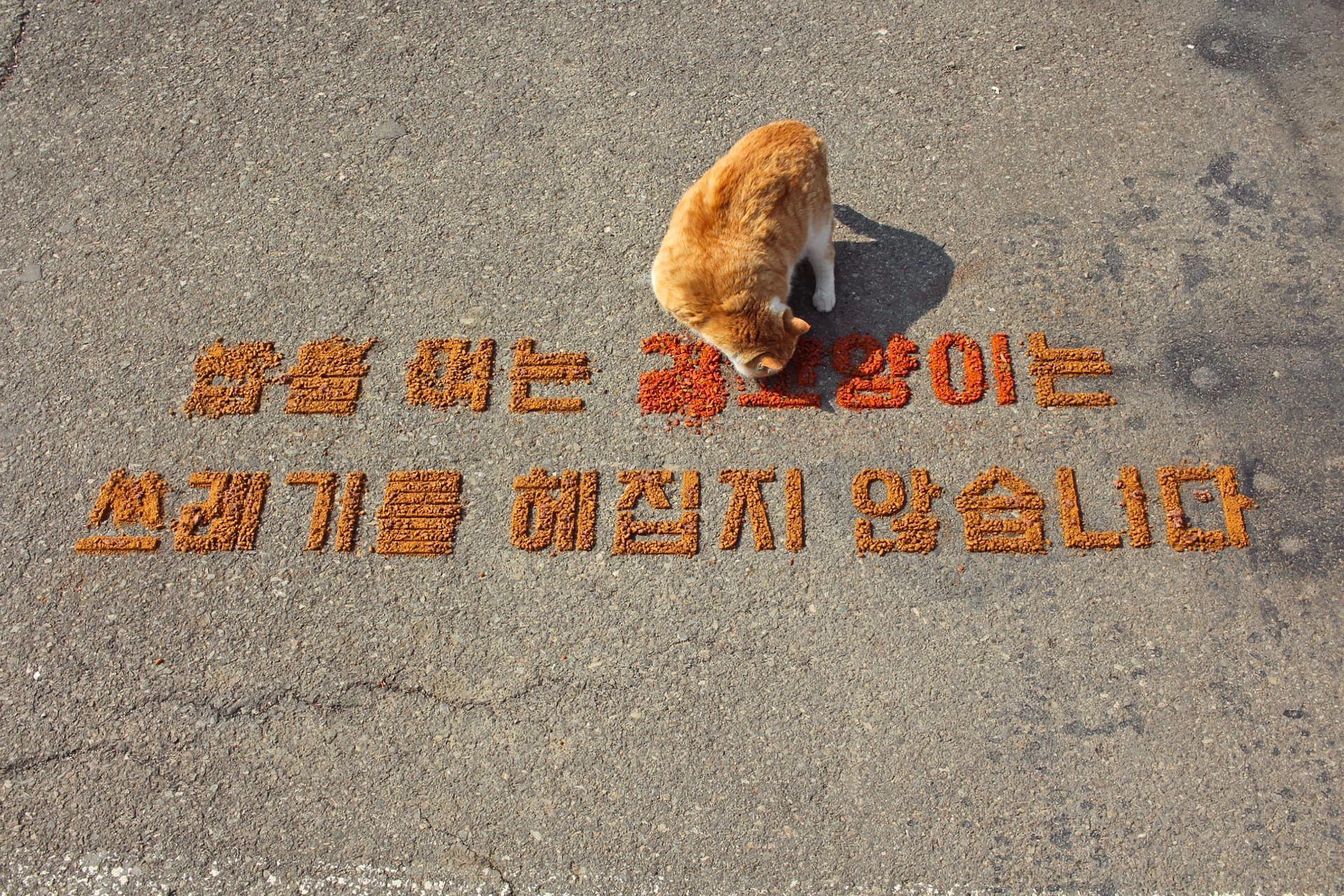 Photograph of a ginger and white cat from above and in front, its head bent as it eats what looks like dried cat food, which has been used to form letters on the concrete ground in front of it. 